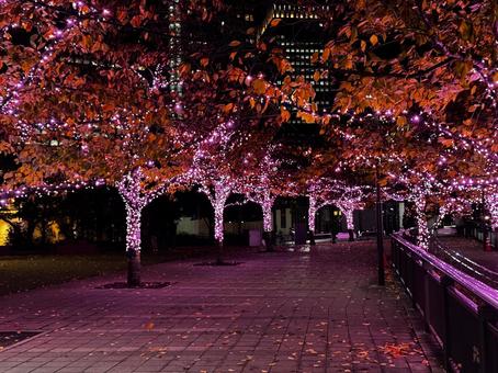 イルミネーション イルミネーション,夜景,冬の写真素材