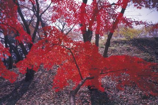 紅葉の写真