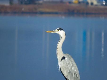水辺に佇むアオサギの横顔 アオサギ,野鳥,動物の写真素材