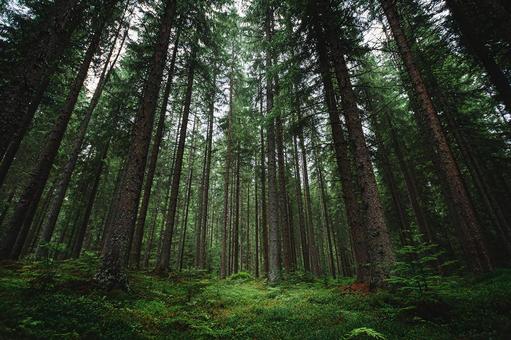 霧に包まれた神秘的な苔の森 霧に包まれた神秘的な苔の森の写真