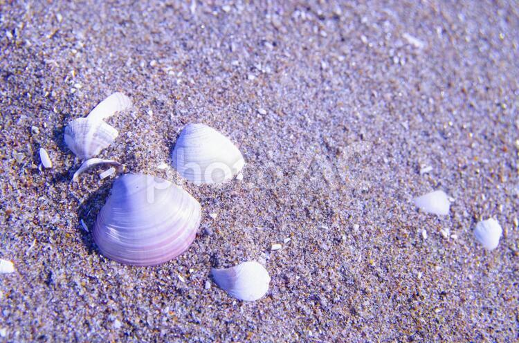 貝 幕張海浜公園 貝,幕張海浜公園,海の写真素材