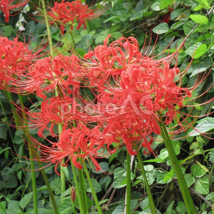 雑木林の草むらに開花したヒガンバナ ヒガンバナ,花,植物の写真素材
