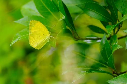キチョウ⑾の写真