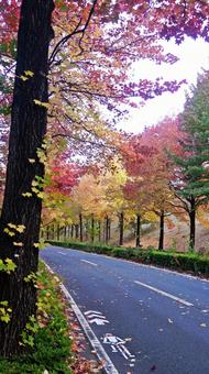 紅葉-1293 紅葉,アメリカ楓,もみじ葉楓の写真素材