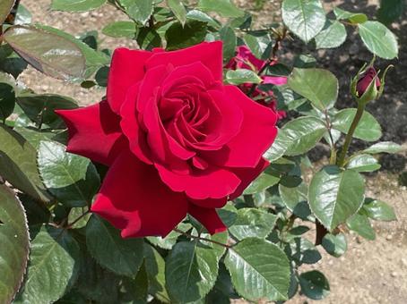 真っ赤な薔薇 真っ赤な薔薇の写真