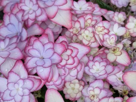 優しい色の紫陽花 優しい色の紫陽花の写真