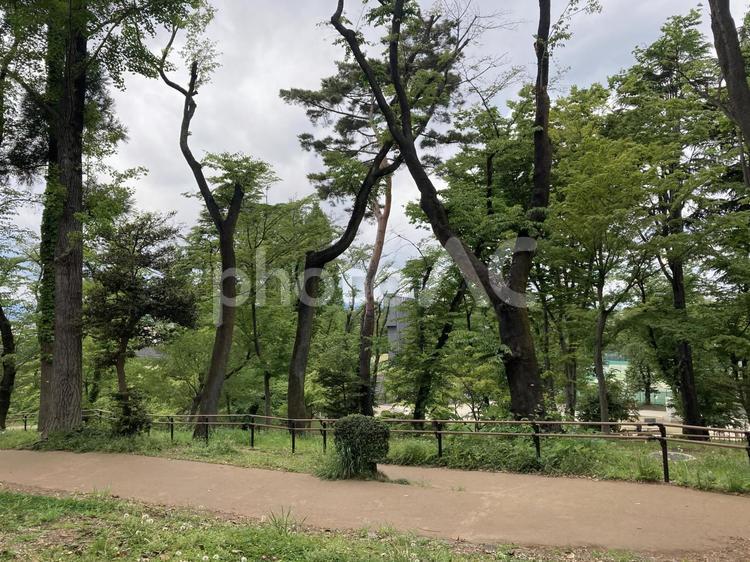 森林　公園 森林,森,公園の写真素材