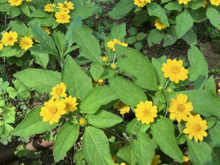 小さな花と小さな虫の写真