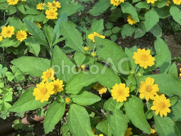 小さな花と小さな虫 ガーデニング,花,黄色い花の写真素材