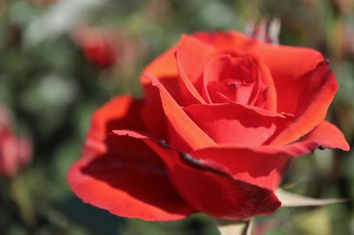 バラ園にて綺麗な薔薇を撮影しました バラ園にて綺麗な薔薇を撮影しましたの写真