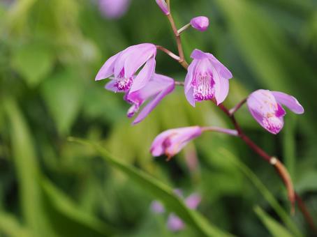 シランの花 シランの花の写真