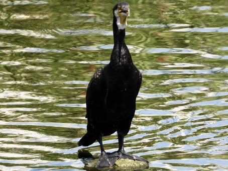 A cormorant purring on a rock in the river, JPG