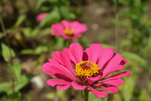 ヒャクニチソウの写真