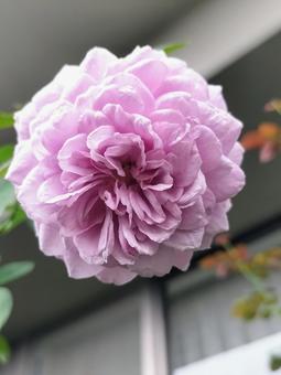 ベランダのバラ・レイニーブルー バラ,薔薇,レイニーブルーの写真素材