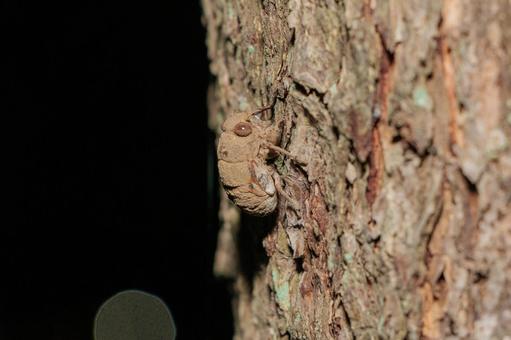 A small cicada larva that climbs a tree to emerge, natural, insect, biological, JPG