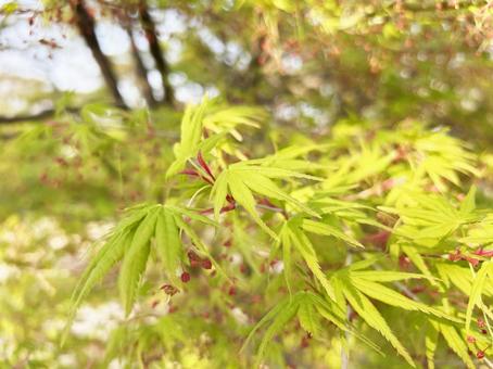 Green maple leaves in the sunlight filtering through the trees, JPG