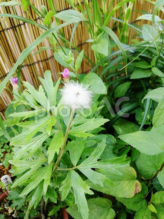 オキナグサ／ネコグサ（種子／綿毛） 縦,葉,植物の写真素材