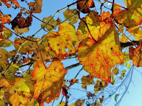 葉っぱ 葉っぱ,自然,風景の写真素材