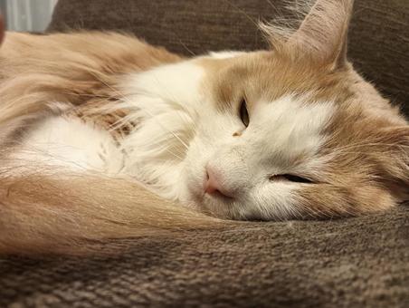 ソファで寝てる猫 ソファで寝てる猫 ネコ,猫,ノルウェージャンの写真素材