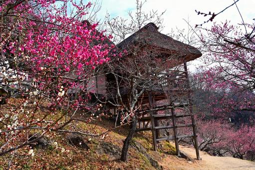 筑波山の梅園 筑波山の梅園の写真