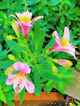 緑とピンクの花 緑とピンクの花の写真