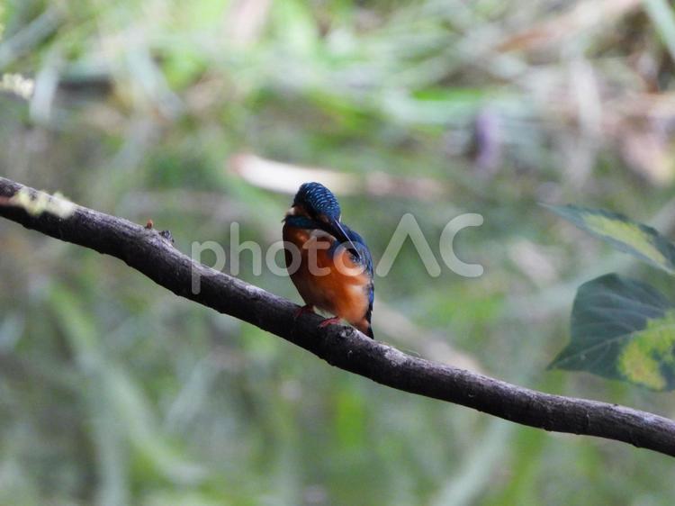 いつもの枝から下を見おろすカワセミ カワセミ,鳥,鳥類の写真素材