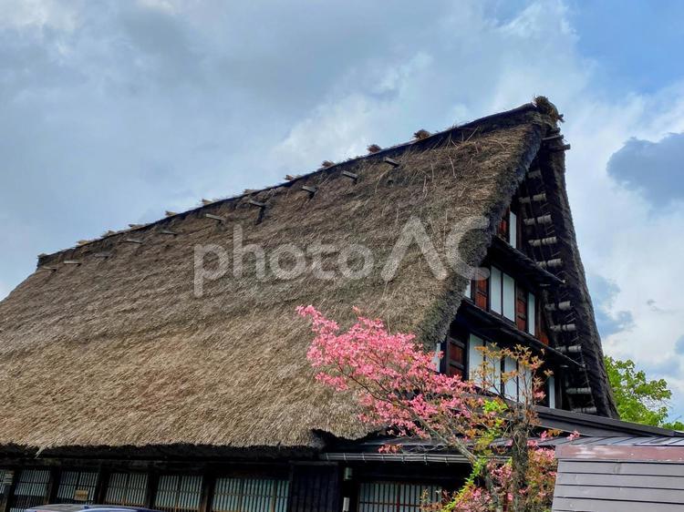 合掌造りと梅の花 風景,景色,自然の写真素材