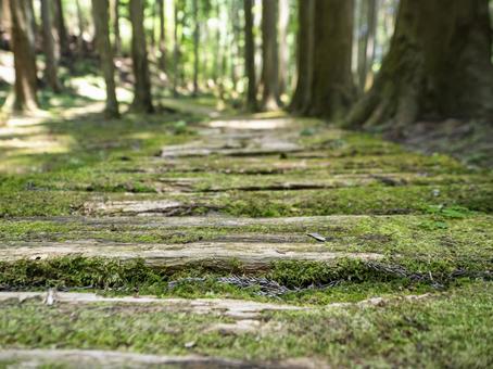 森を歩く、緑の時間 森を歩く、緑の時間の写真