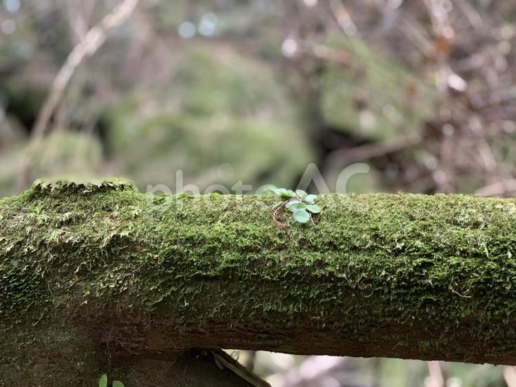 緑のコントラスト 苔,グリーン,木の写真素材