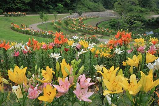 Lilies at Tomboike Park, JPG