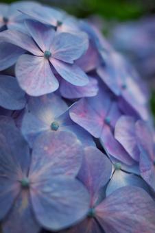 紫陽花 紫陽花の写真