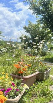 花のある庭 花のある庭の写真
