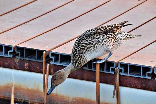 Pintail in early spring, JPG Pintail in early spring, JPG