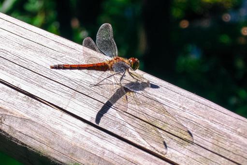 古木にとまる赤トンボ トンボ,赤トンボ,蜻蛉の写真素材