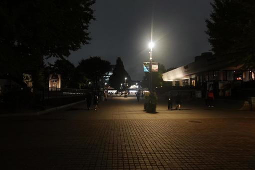 上野公園の夜道 上野公園,上野恩賜公園,上野の写真素材