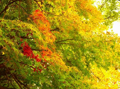 紅葉　ほんのり赤 紅葉,木,植物の写真素材