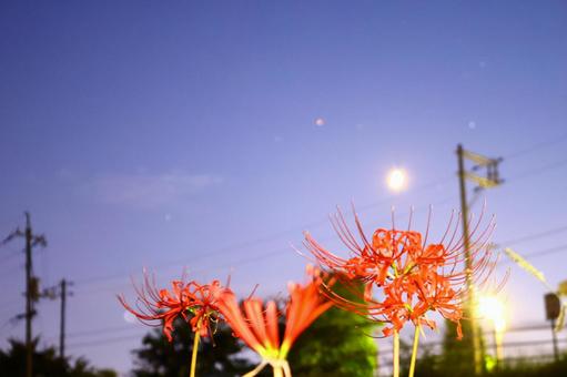 幻想的な空と鮮やかな彼岸花 幻想的,夕焼け,月の写真素材
