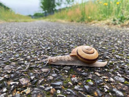カタツムリ カタツムリ カタツムリ,ヒダリマキマイマイ,蝸牛の写真素材