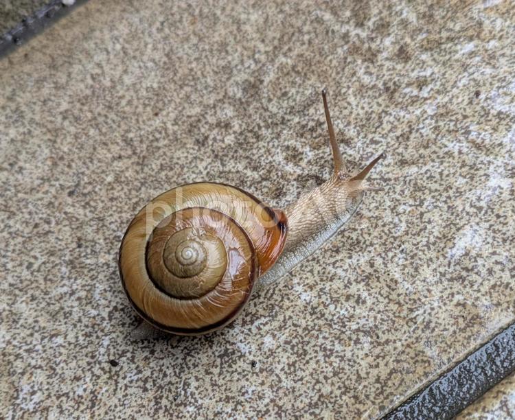 カタツムリ カタツムリ,かたつむり,蝸牛の写真素材