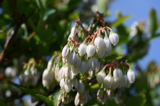 家の畑で撮ったブルーベリーの花 家の畑で撮ったブルーベリーの花の写真