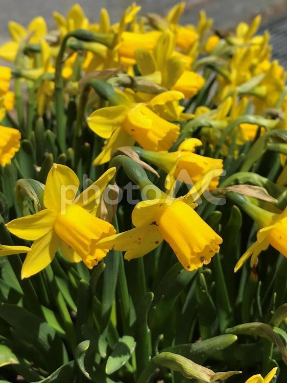 春スイセンの横顔 スイセン,ラッパスイセン,花の写真素材
