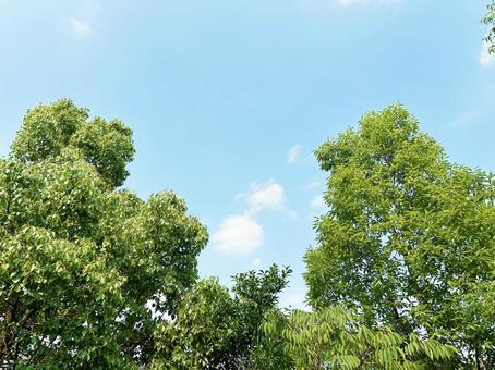 生い茂る木の葉と爽やかな青空 空模様,空,雲の写真素材