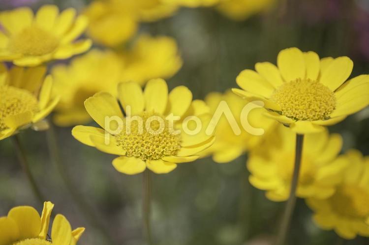 背景素材　可愛い黄色のデイジーの花 背景,デイジー,花の写真素材