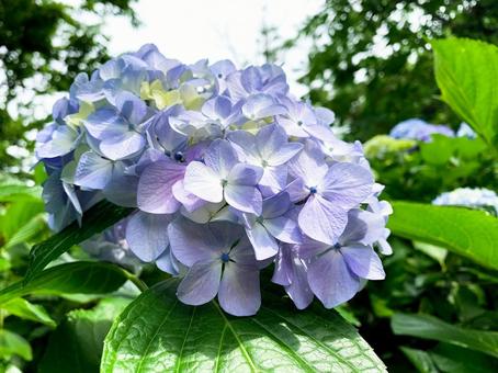 紫陽花 青 初夏 梅雨 紫陽花 青 初夏 梅雨の写真