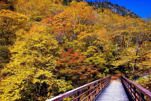 紅葉の森の道 紅葉の森の道 紅葉の森の道,紅葉,道の写真素材