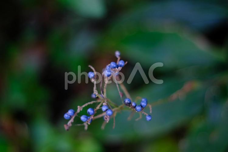 山の中の青い実 実,青,青い実の写真素材