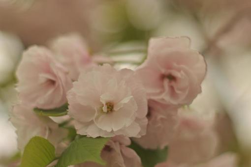 八重桜 八重桜の写真