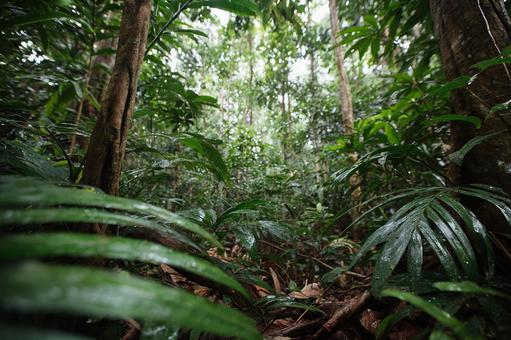熱帯の森の奥深く、生命の息吹を感じる風景 熱帯の森の奥深く、生命の息吹を感じる風景の写真
