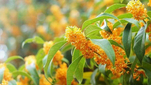 キンモクセイ-225の写真