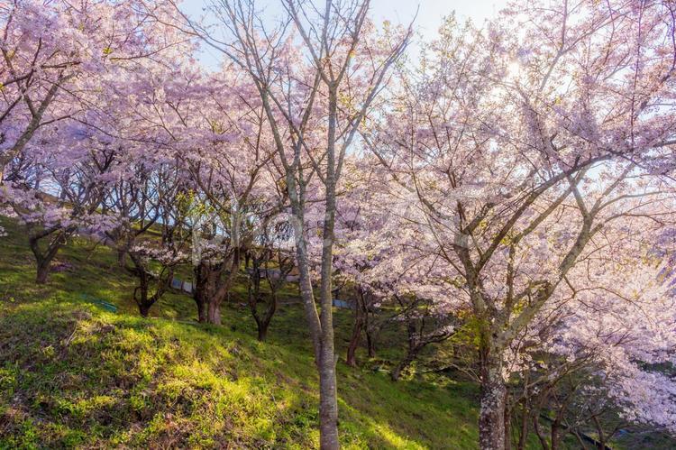 奈良県　【名の無き桜の名所】 観光スポット,撮影スポット,デートスポットの写真素材